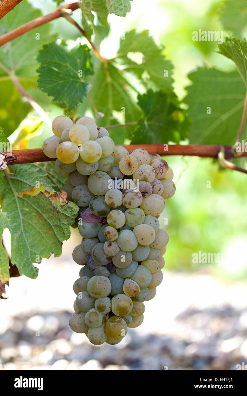 Spotlight Wine 2015 Domaine La Folle Berthe Amandiers