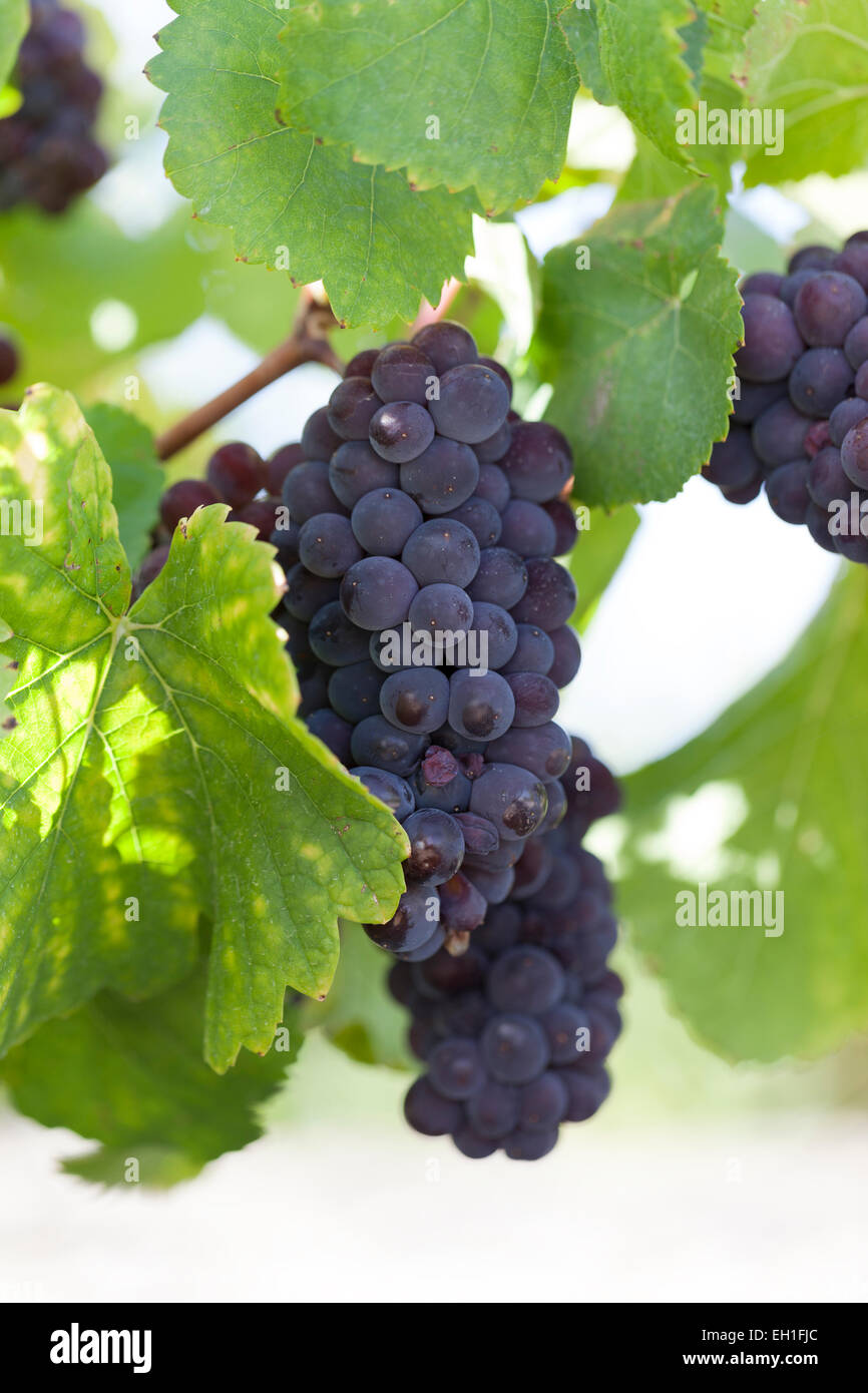 Grapes : Pinot Gris. France. Stock Photo