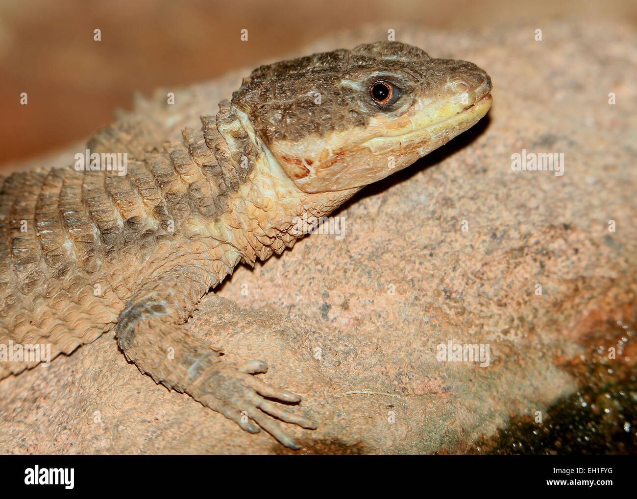 Alert East African spiny-tailed lizard (Cordylus tropidosternum) Stock Photo