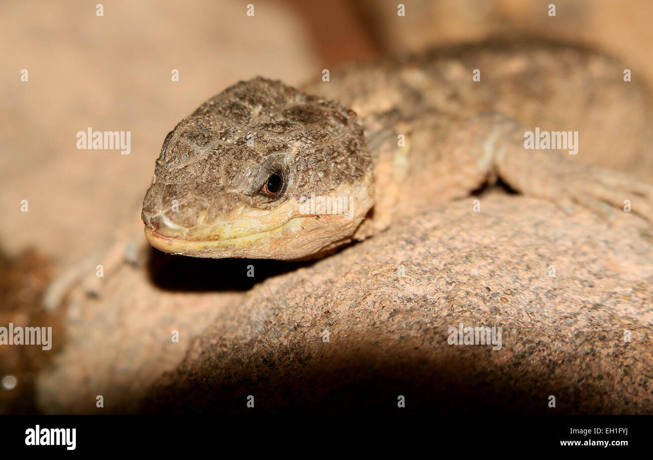 East African spiny-tailed lizard (Cordylus tropidosternum) Stock Photo