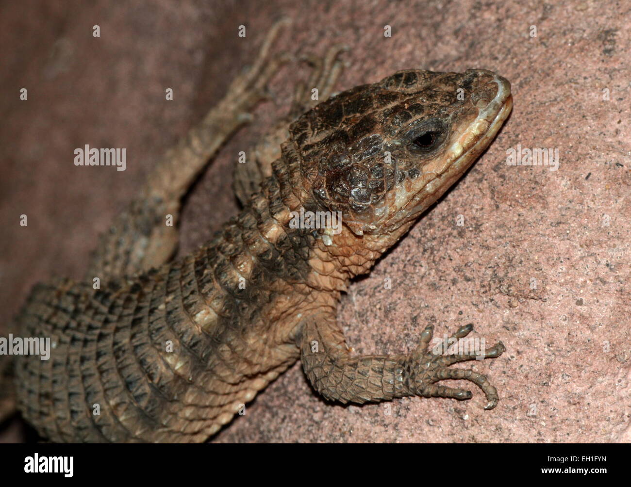 East African spiny-tailed lizard (Cordylus tropidosternum), head and claws, posing on a rock Stock Photo
