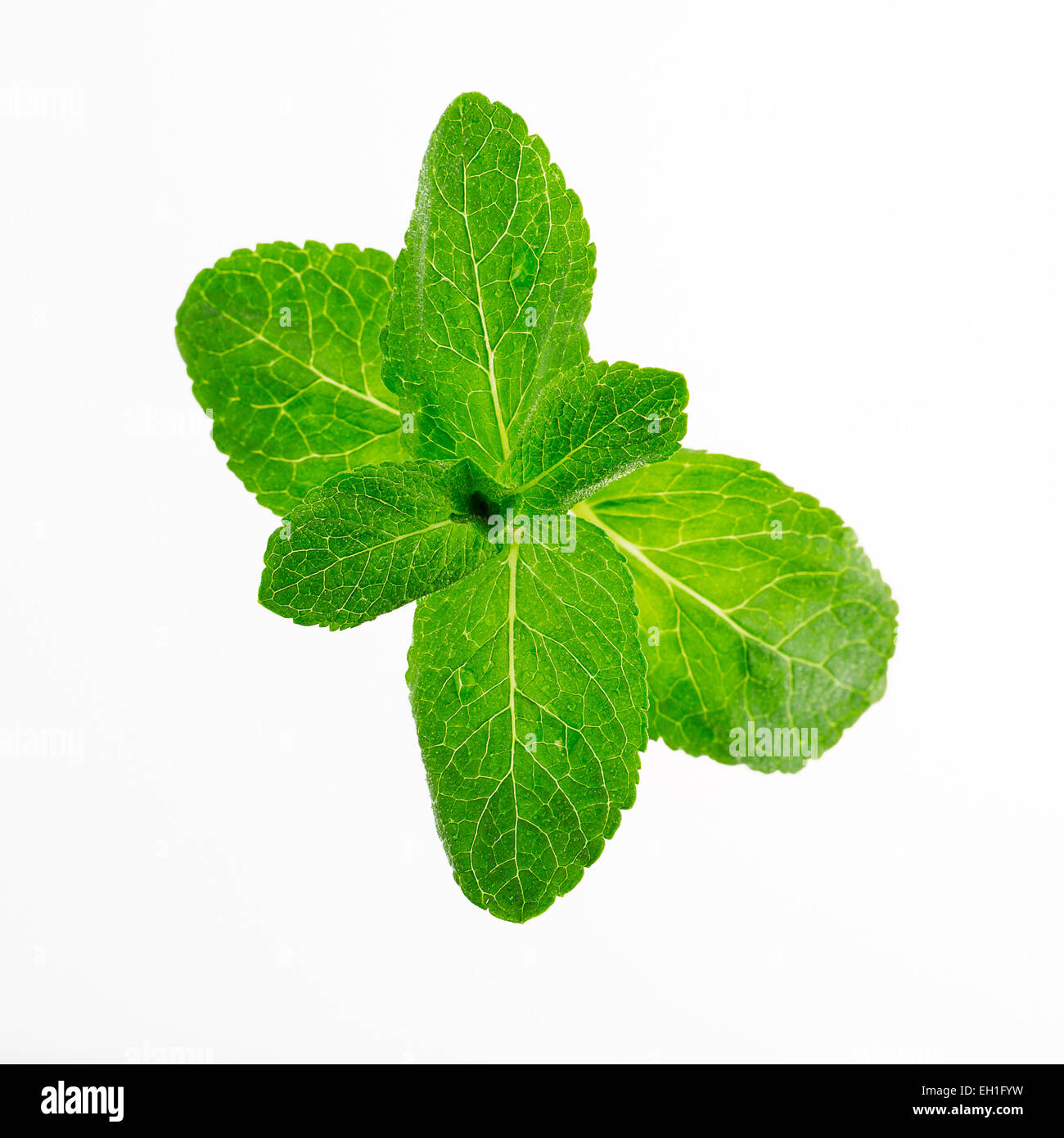 Fresh mint leaves isolated on white Stock Photo