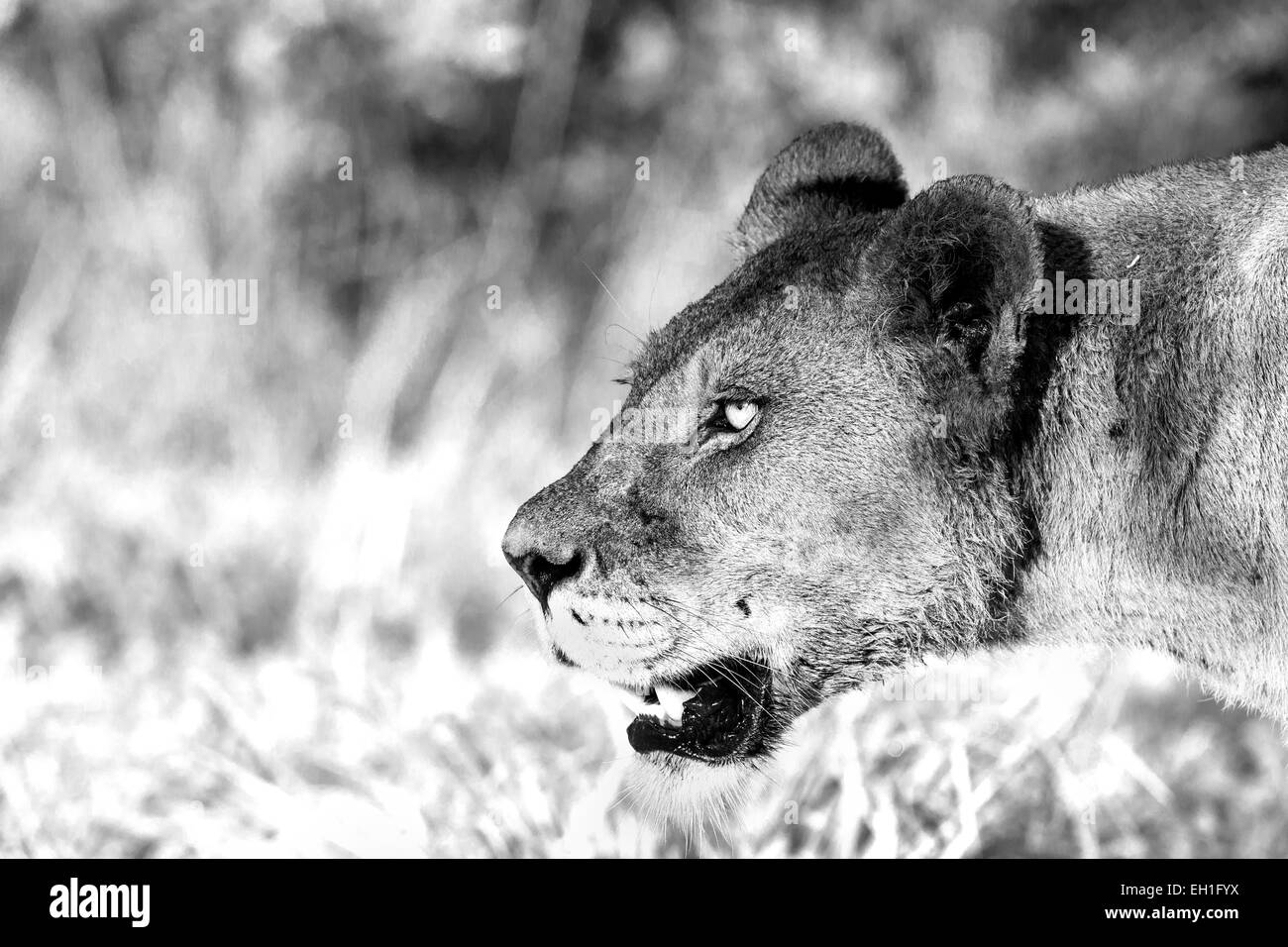 A lioness on the look out Stock Photo