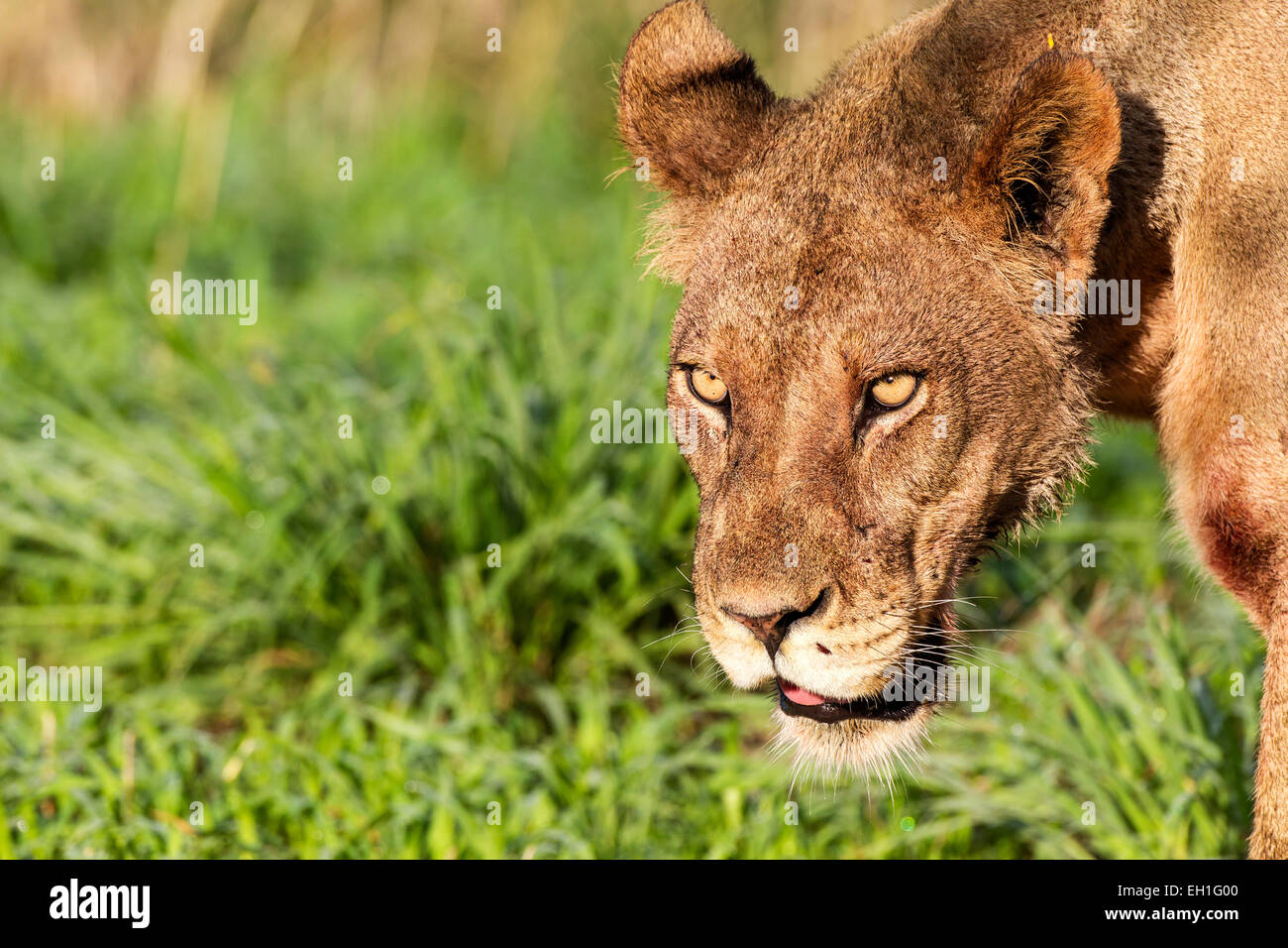 A lioness staring intensely Stock Photo