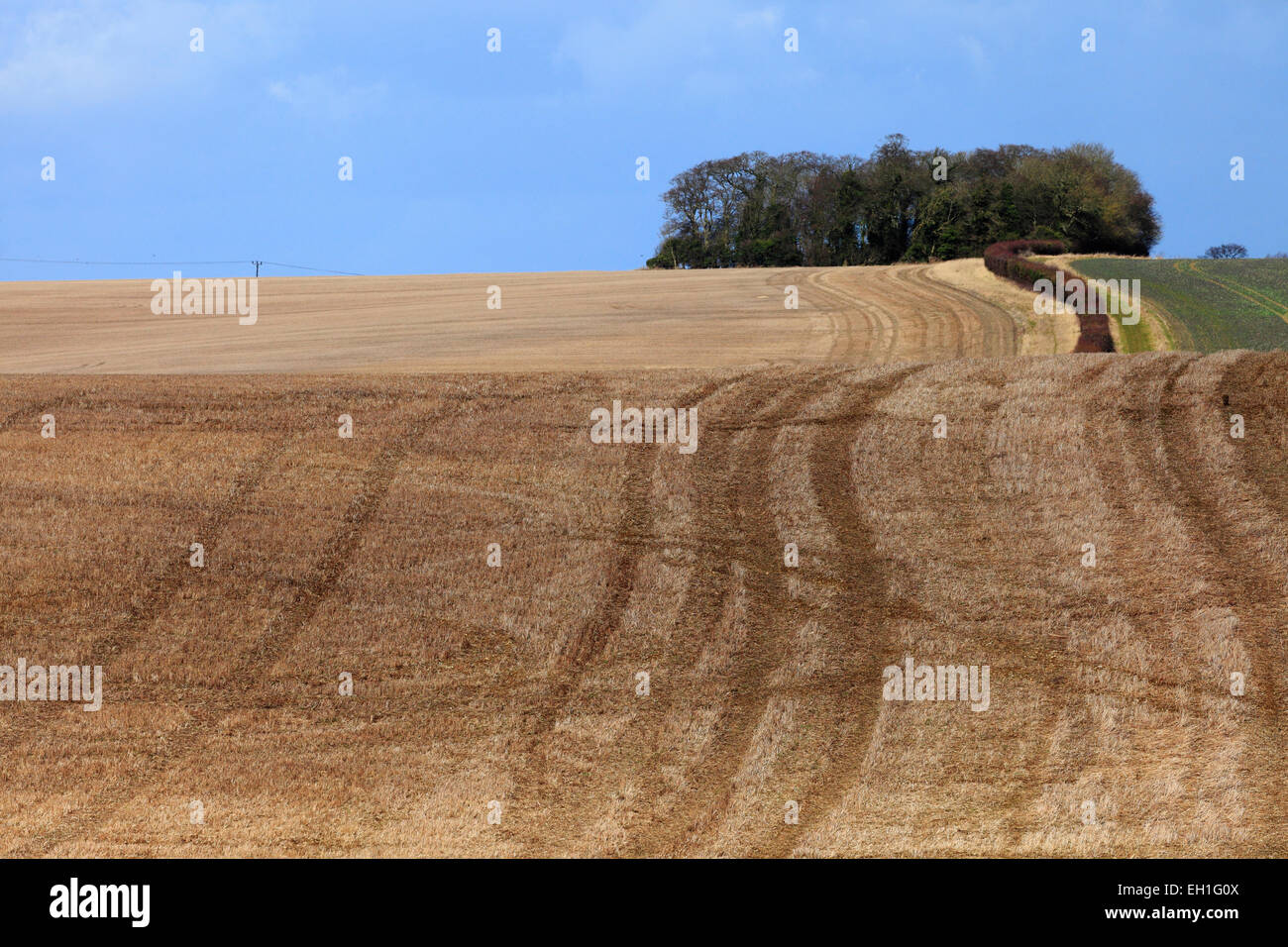 Fields trees and farmland in Norfolk. Stock Photo