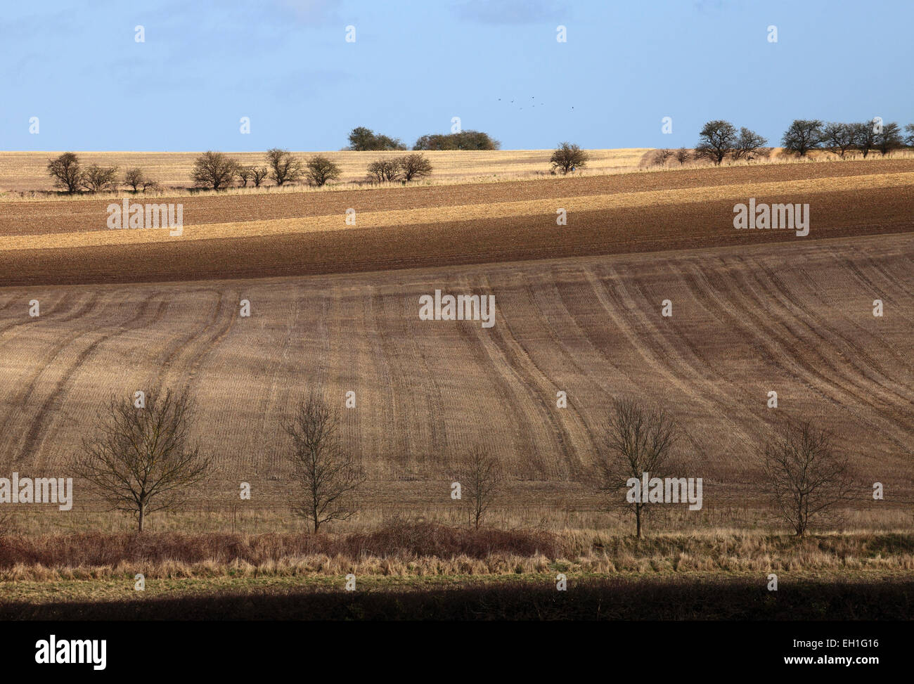 Fields trees and farmland in Norfolk. Stock Photo