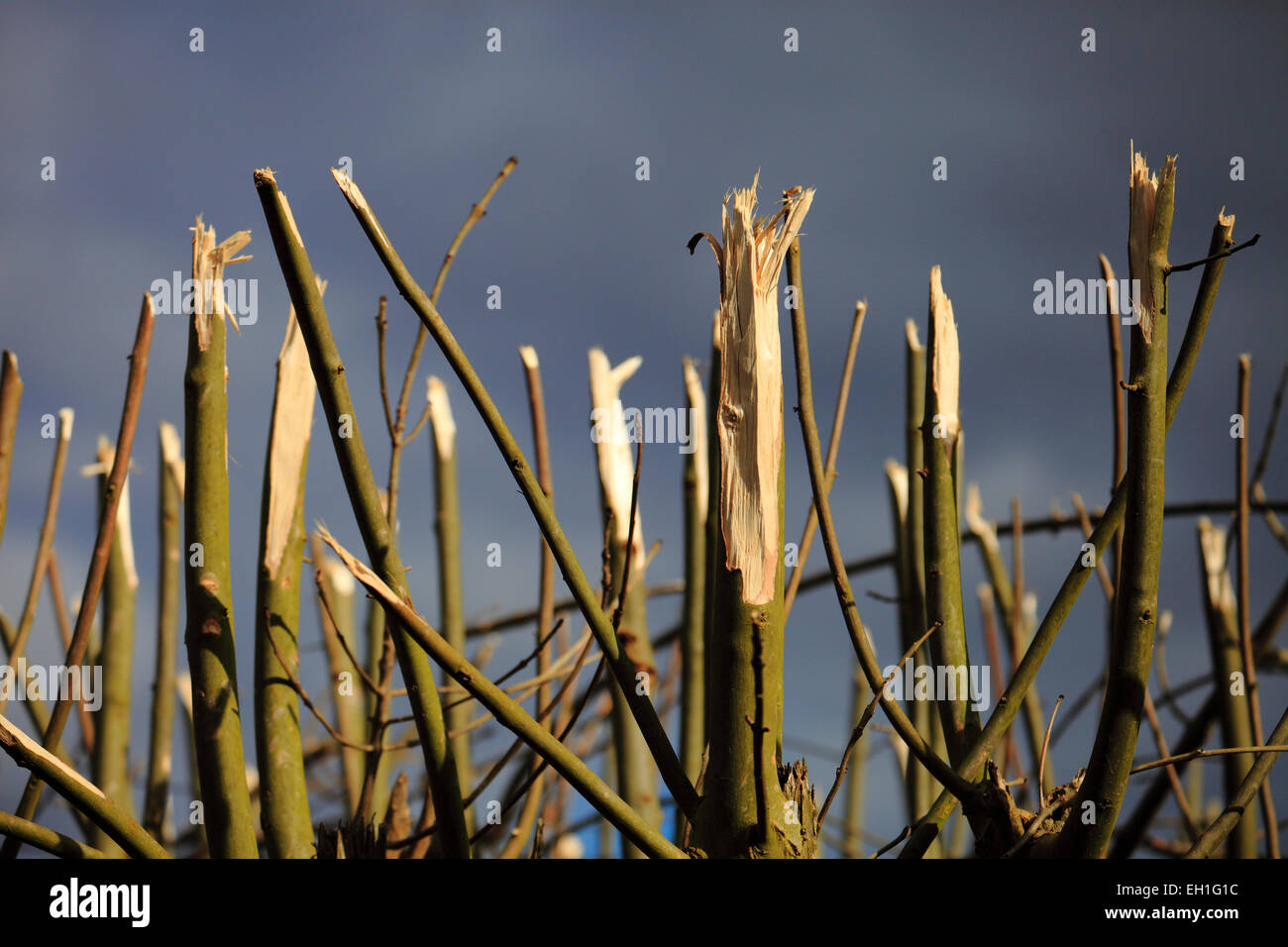 Branches and twigs on a freshly cut hedge. Stock Photo