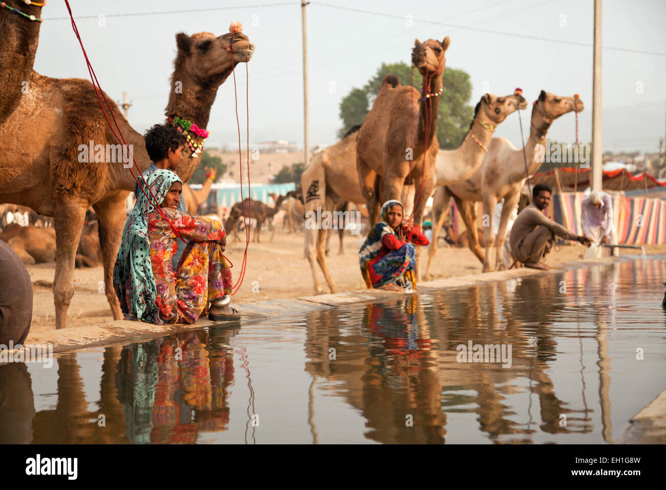 Camels at a watering point at the camel and livestock fair Pushkar Fair or Pushkar Mela, Pushkar, Rajasthan, India, Asia Stock Photo