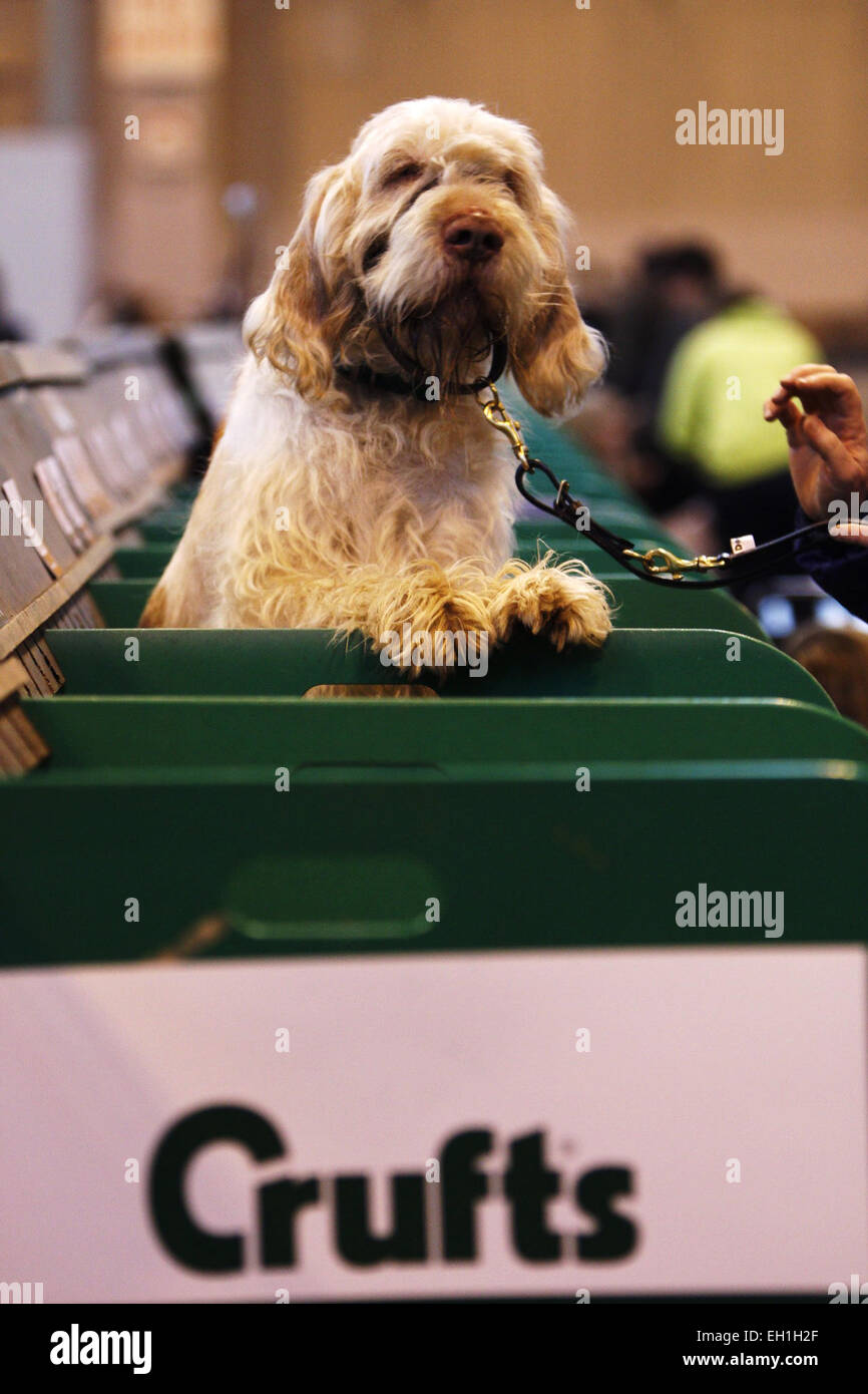 Birmingham, UK. 5th March, 2015. Benito, Hastabbi Cheeky Vimto, an Italian Spinone waits for his turn in the show ring at Crufts which started today in Birmingham, UK. Credit:  Jon Freeman/Alamy Live News Stock Photo