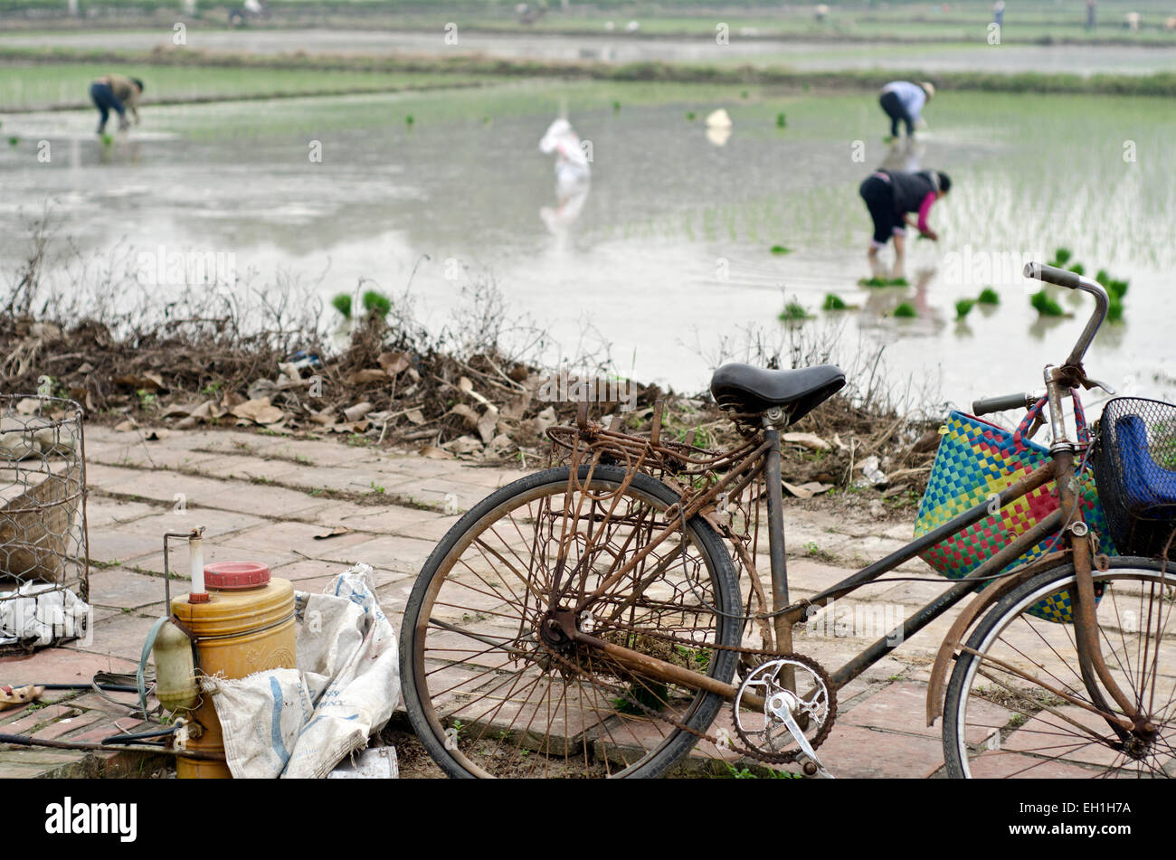 Bicycle parked next to the field, Hanoi outskirts, Vietnam Stock Photo