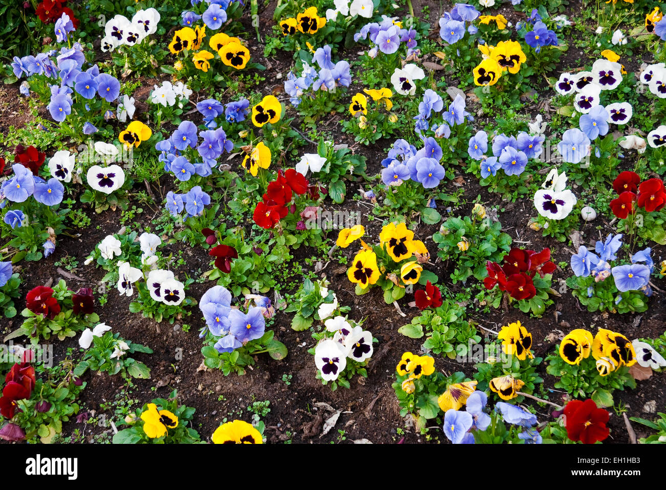 Flower bed above hi-res stock photography and images - Alamy