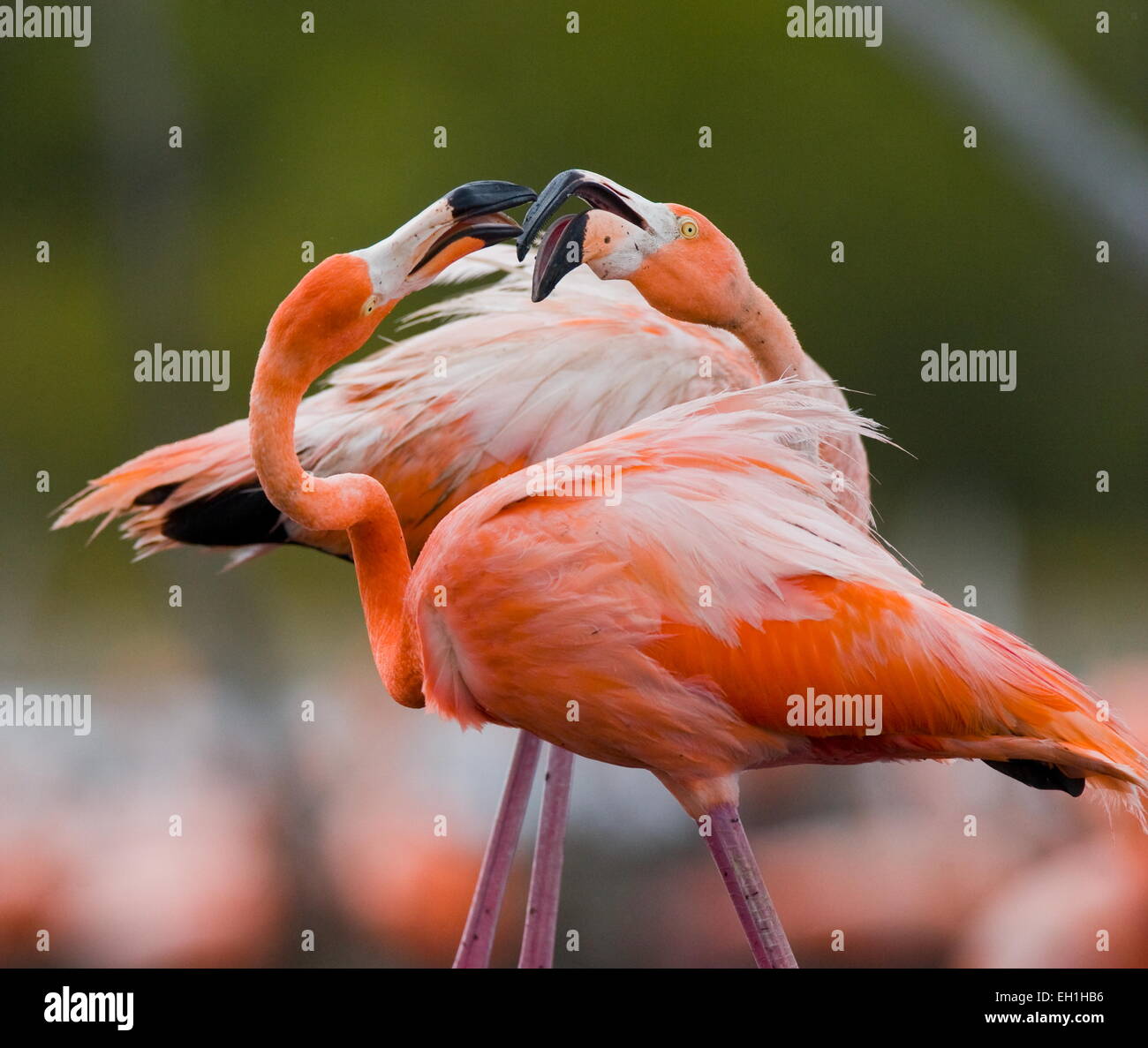 Caribbean flamingo . Cuba Stock Photo