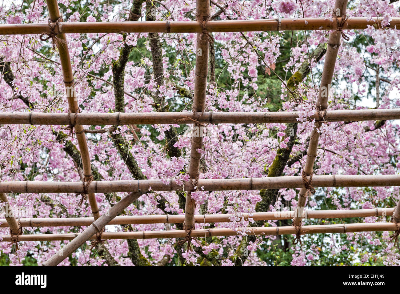 Kyoto, Japan. Spring cherry blossom in the 19c gardens of the Heian Shrine (Heian Jingu). Prunus pendula 'Pendula' Stock Photo
