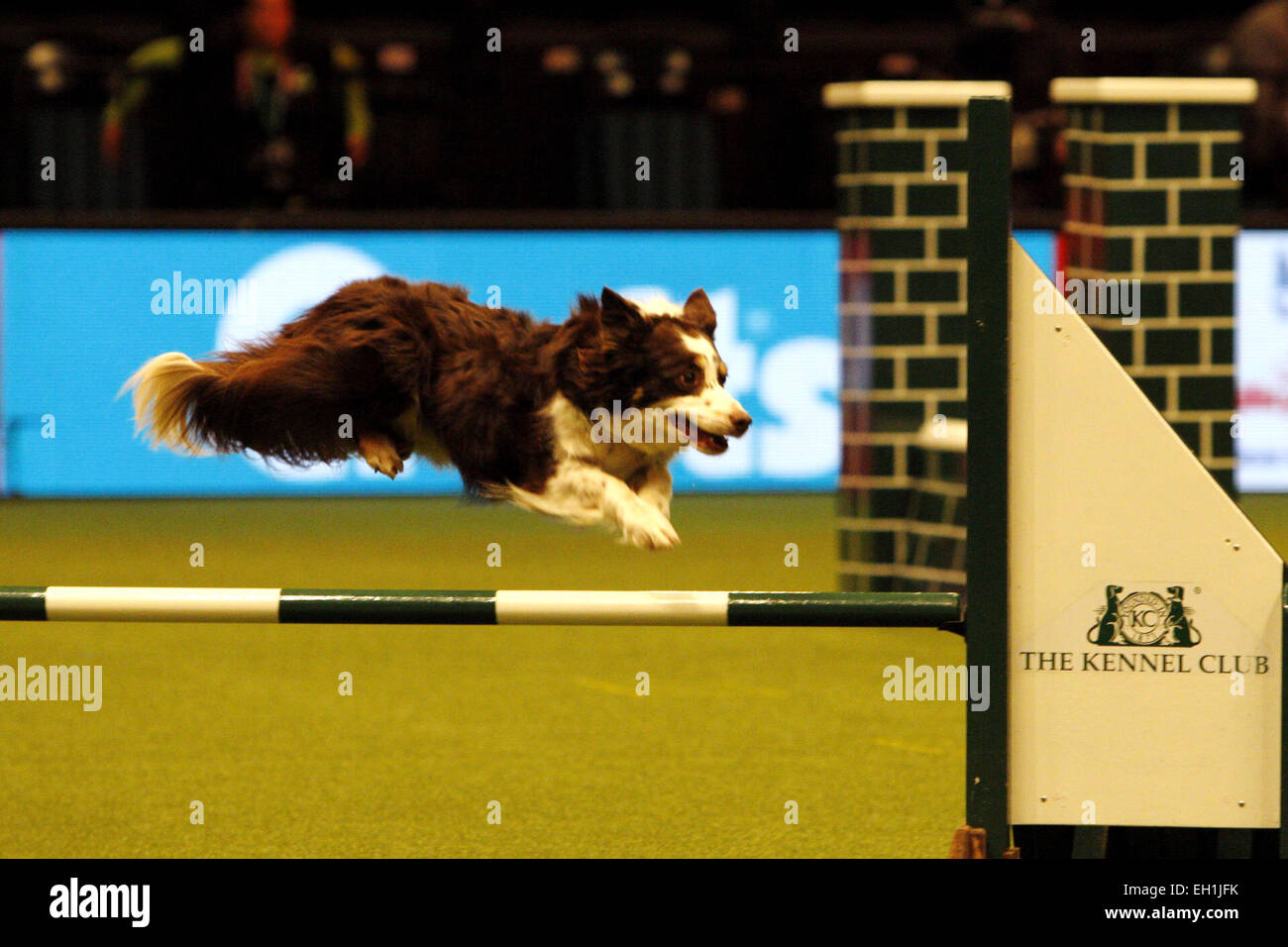 Birmingham, UK. 5th March, 2015. A Dog performs in the Agility competition at Crufts which started today in Birmingham, UK. Credit:  Jon Freeman/Alamy Live News Stock Photo