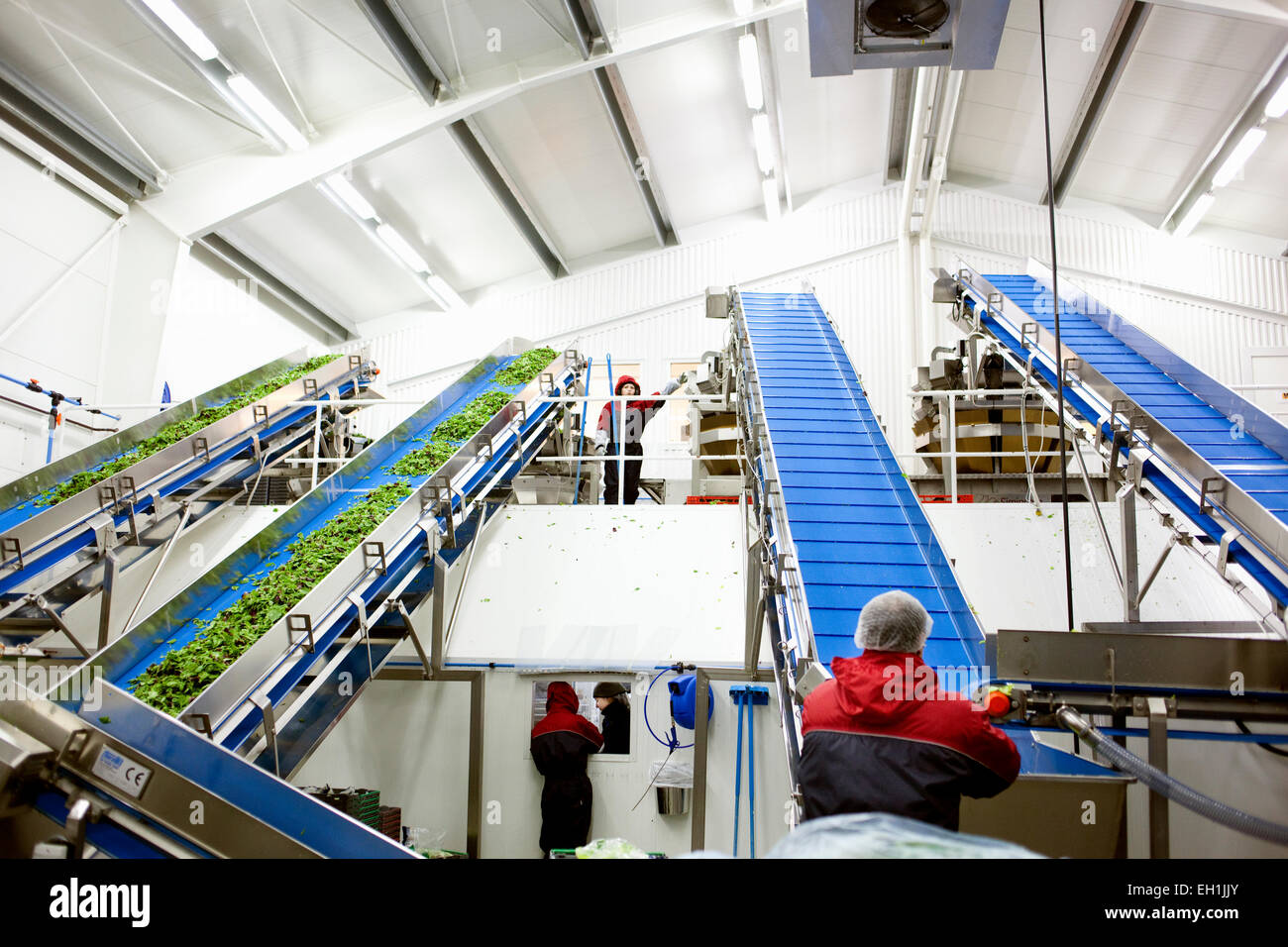 Workers working in salad factory Stock Photo Alamy