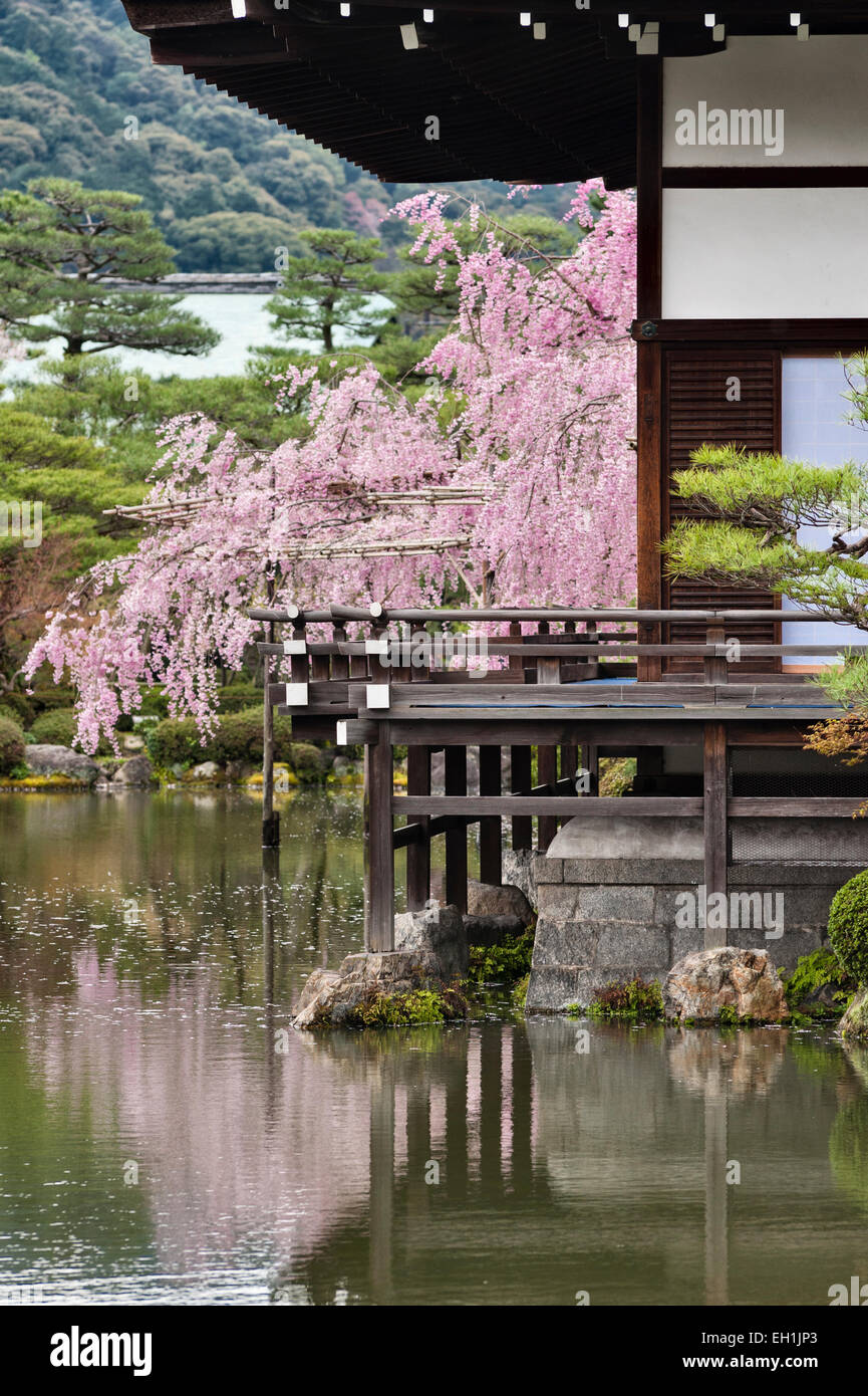 Kyoto, Japan. Spring cherry blossom in the 19c gardens of the Heian Shrine (Heian Jingu), a shinto temple Stock Photo