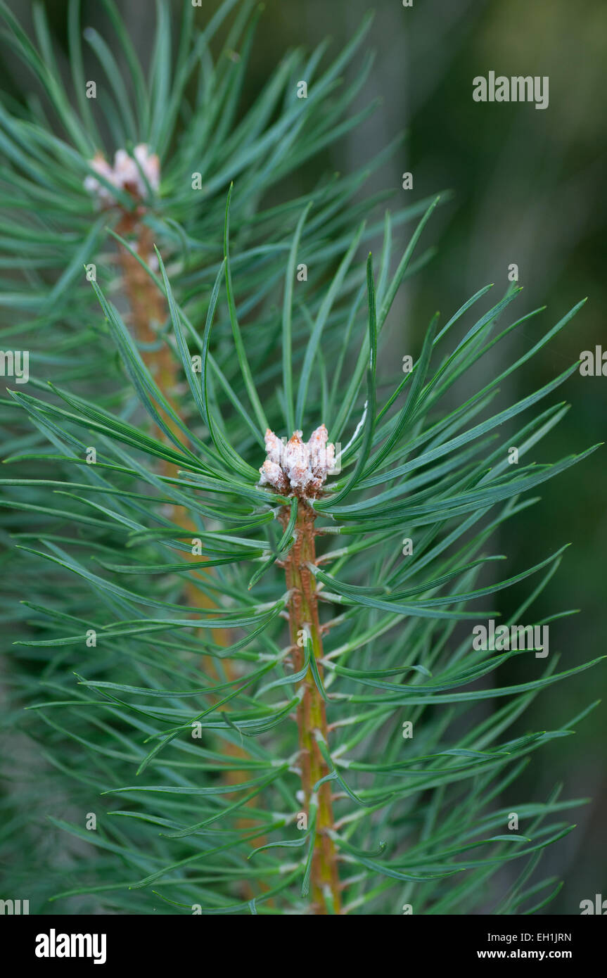 Young shoots of pine tree. Stock Photo