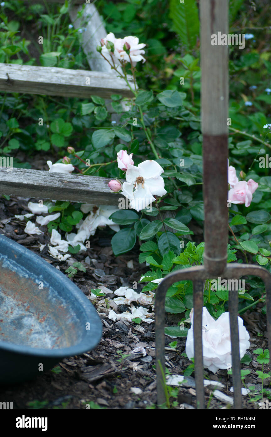 White climbing rose hi-res stock photography and images - Alamy