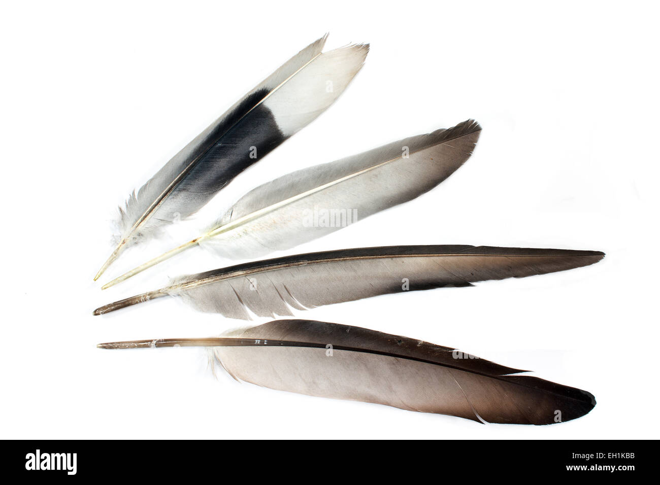 Feathers isolated on white Stock Photo - Alamy