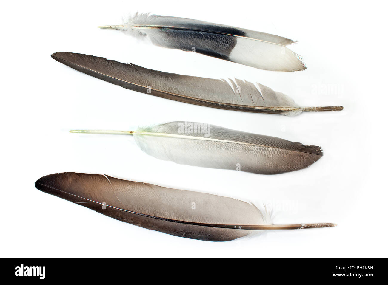 Feathers isolated on white Stock Photo - Alamy