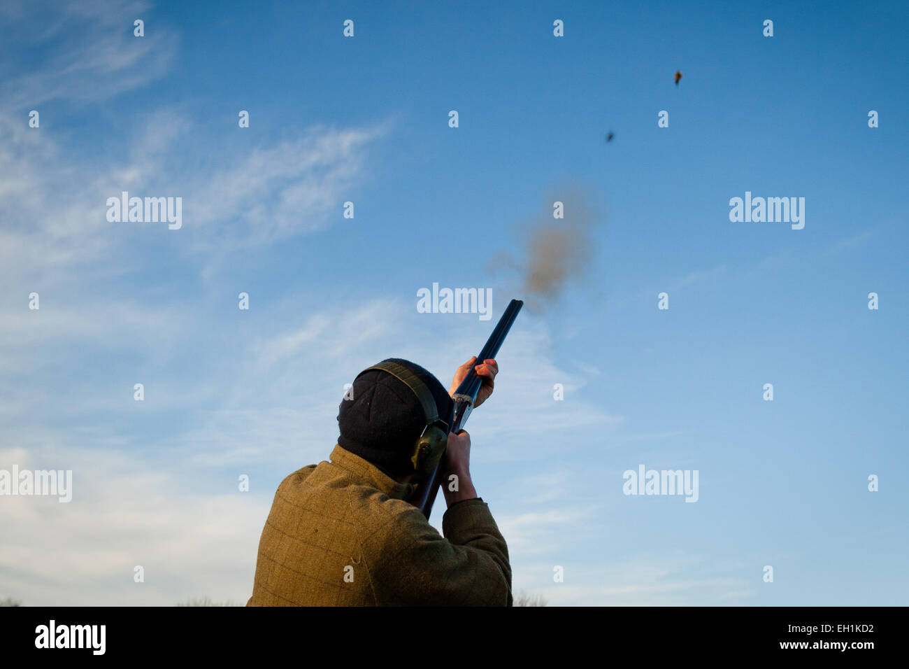 Photo of a male gun shooting at a flying pheasant on a game shoot in England, UK Stock Photo