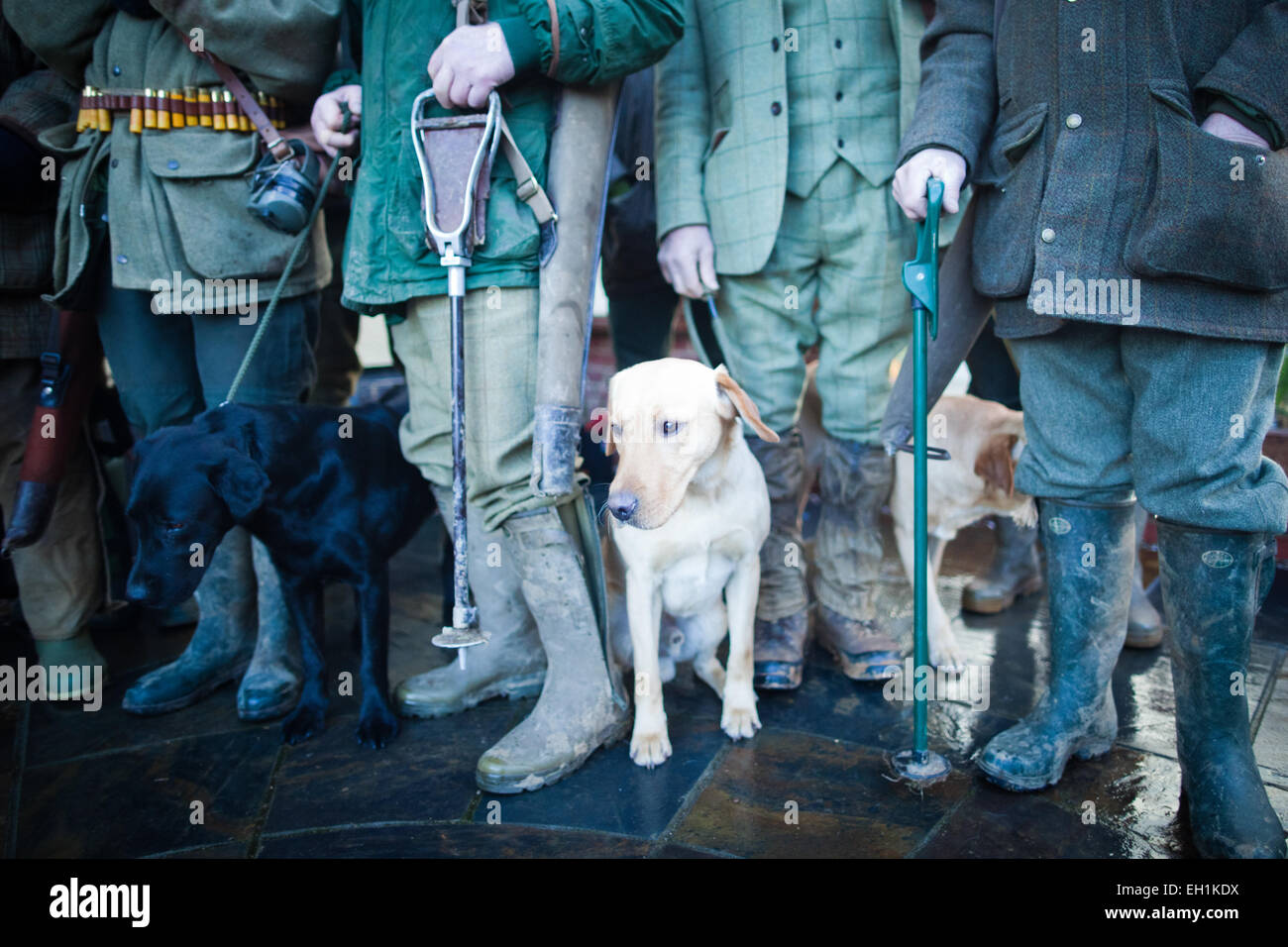 Photo of gun dogs waiting obediently with their masters on a game shoot in England, UK Stock Photo