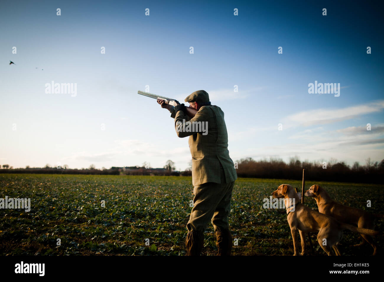 Photo of a male gun shooting at a flying pheasant while his two gun dogs wait obediently at their peg on a game shoot in the UK Stock Photo