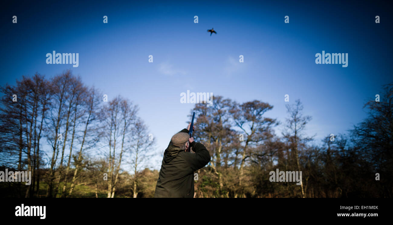 Landscape photo of a male gun shooting at a flying pheasant on a game shoot in England, UK Stock Photo