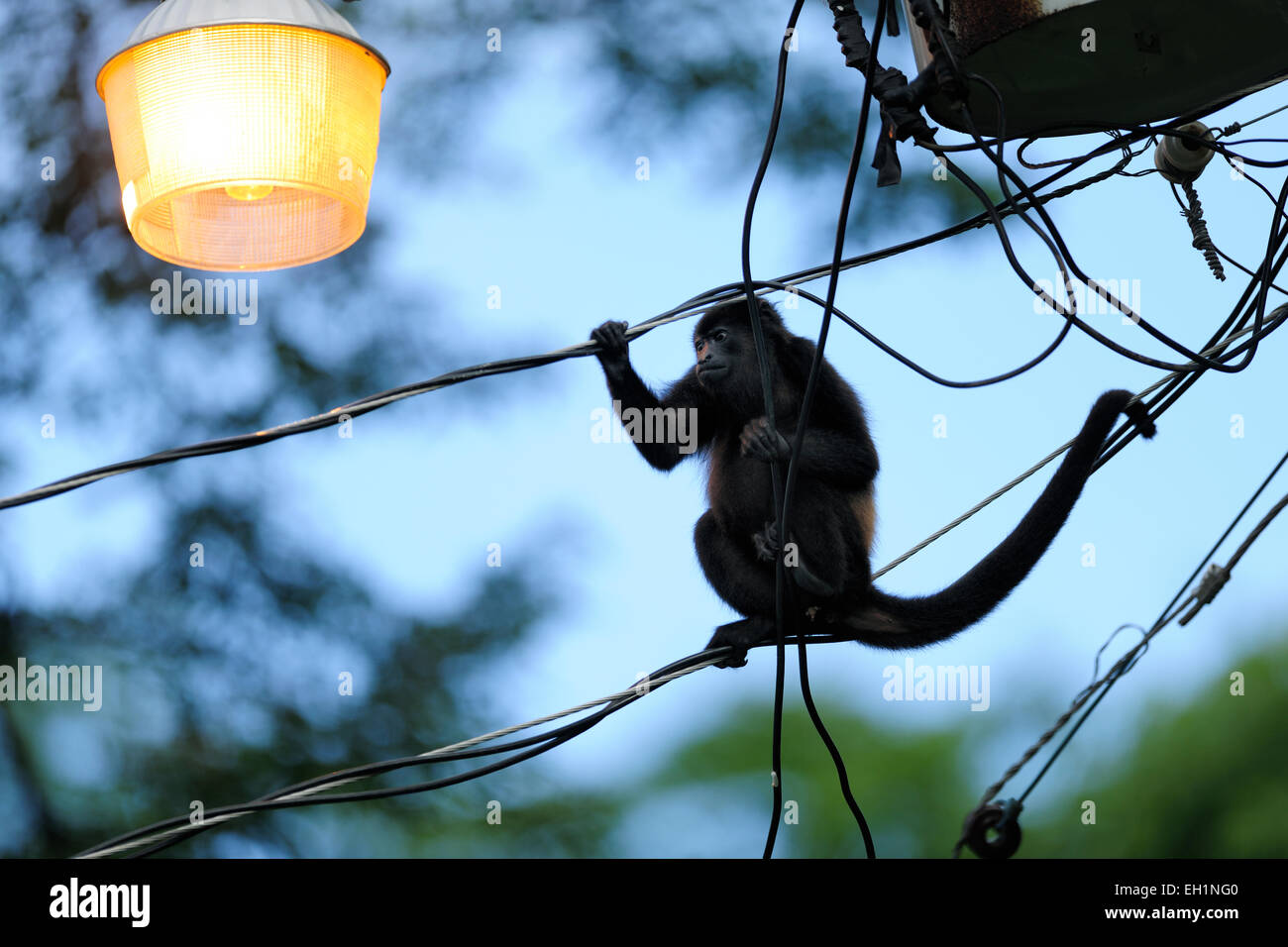 Mantled Howler (Alouatta palliata), or Golden-mantled Howling Monkey | Mantelbrüllaffe (Alouatta palliata), Costa Rica Stock Photo