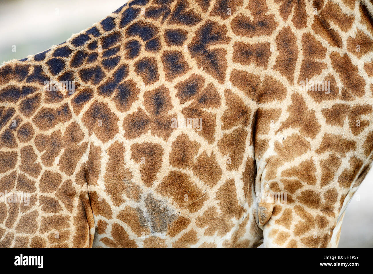 Masai giraffe (Giraffa camelopardalis tippelskirchi), close up of the body, coat pattern, Maasai Mara National Reserve, Kenya Stock Photo