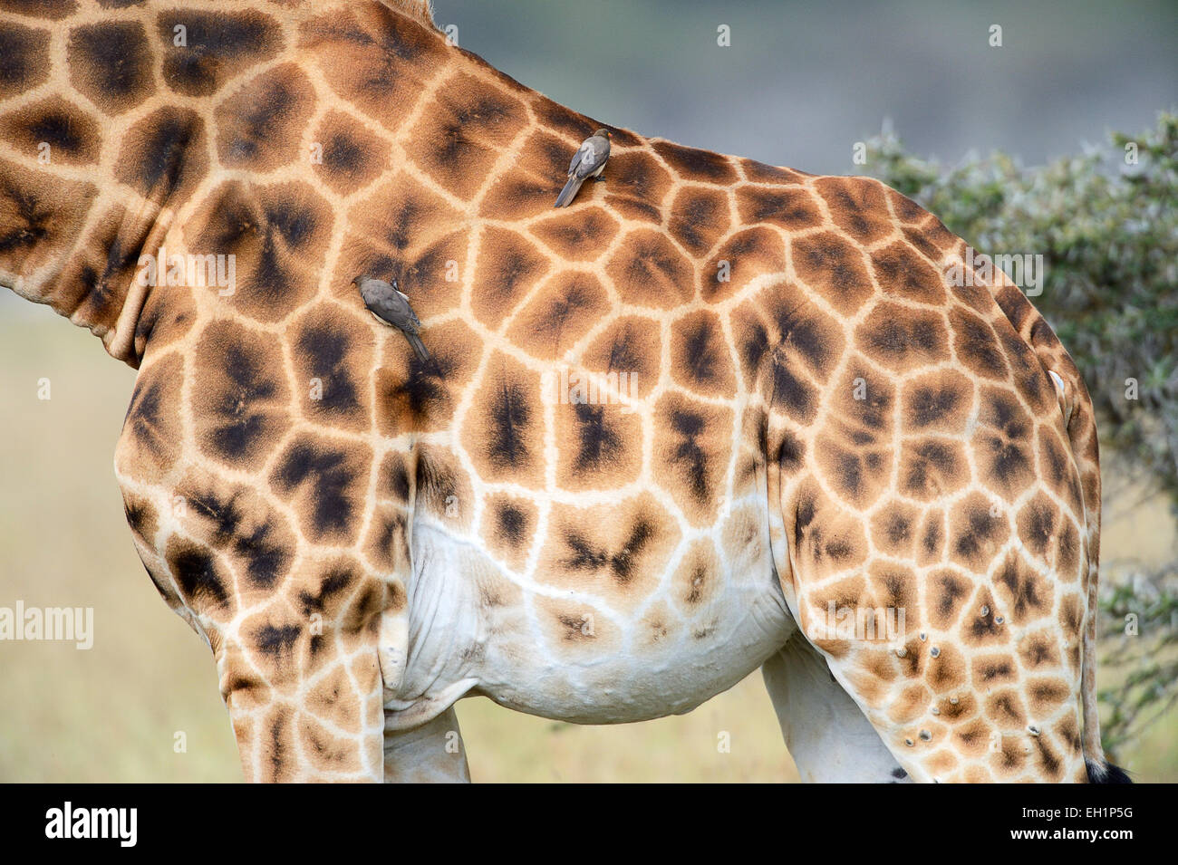 Rothschild’s Giraffe (Giraffa camelopardalis rothschildi), detail view of the coat pattern, Oxpeckers (Buphagus) perched on Stock Photo