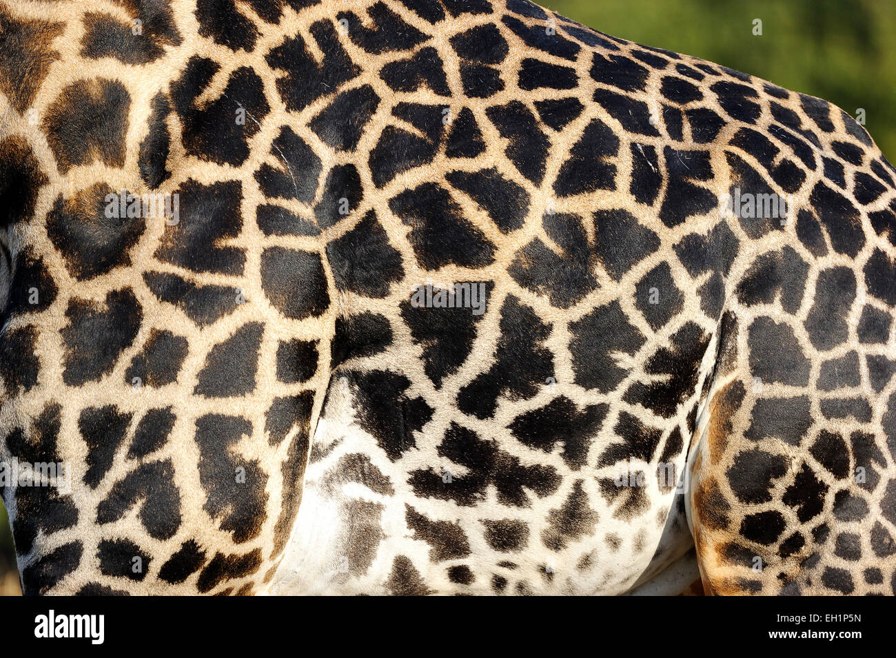 Rhodesian giraffe (Giraffa camelopardalis thornicrofti), coat pattern, South Luangwa National Park, Zambia Stock Photo