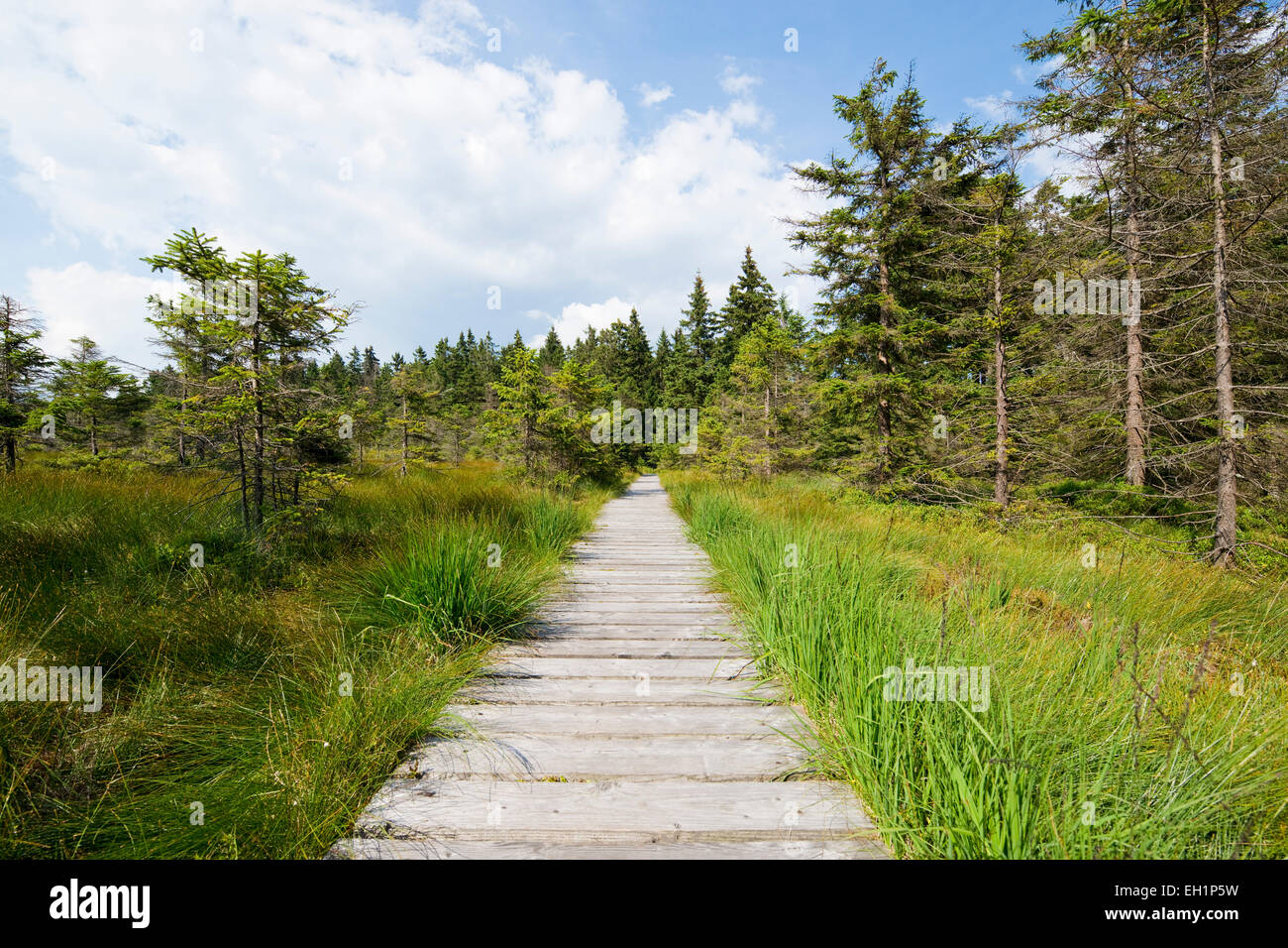 Boardwalk, Hochmoor Bodebruch, raised bog, Harz National Park, Harz, Lower Saxony, Germany Stock Photo
