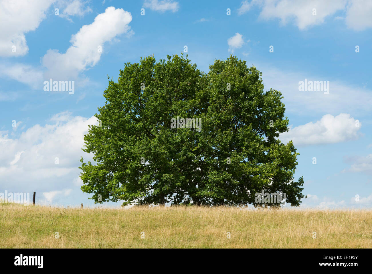 Pedunculate Oak (Quercus robur) in late summer, Lower Saxony, Germany Stock Photo
