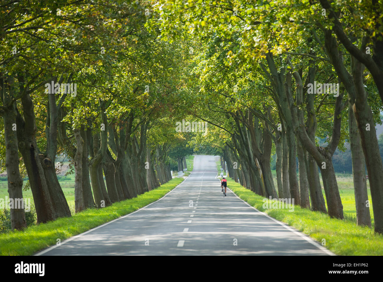 Maple Tree avenue, Maple Trees (Acer), between Hattorf and Beienrode, Lower Saxony, Germany Stock Photo