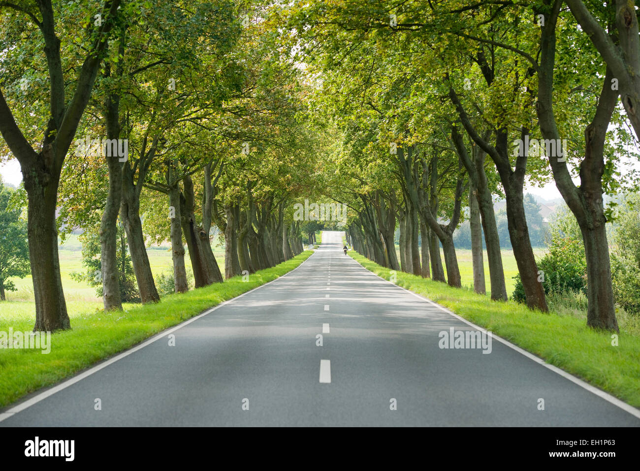 Maple Tree avenue, Maple Trees (Acer), between Hattorf and Beienrode, Lower Saxony, Germany Stock Photo