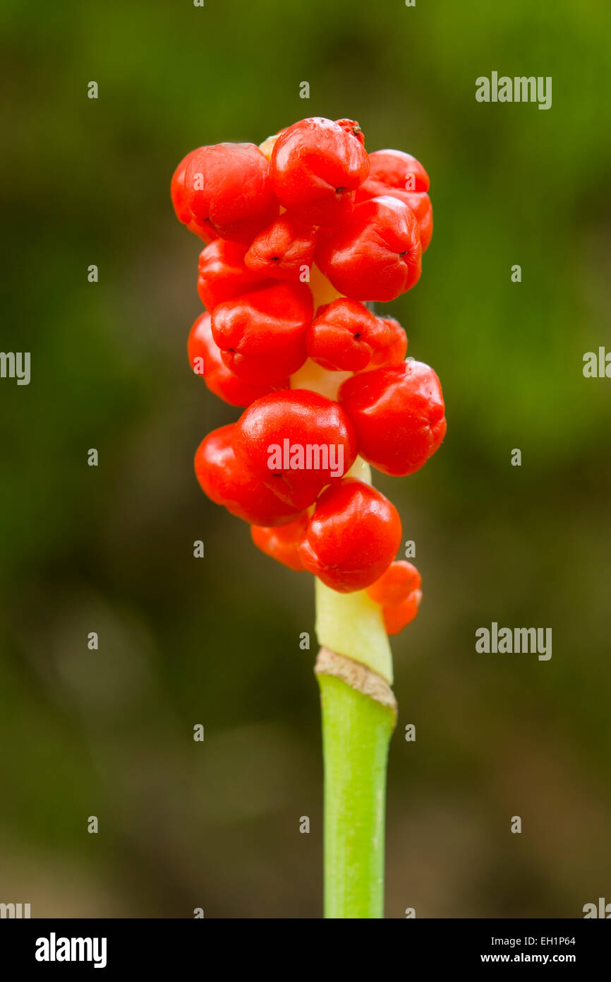 Cuckoo-pint, Cuckoopint or Snakeshead (Arum maculatum), red berries, Lower Saxony, Germany Stock Photo