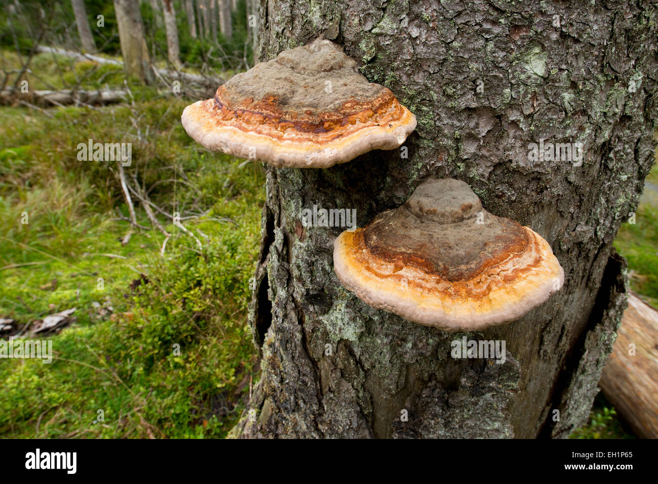 Red-belted Bracket or Red-Belt Conk (Fomitopsis pinicola), Harz National Park, Lower Saxony, Germany Stock Photo