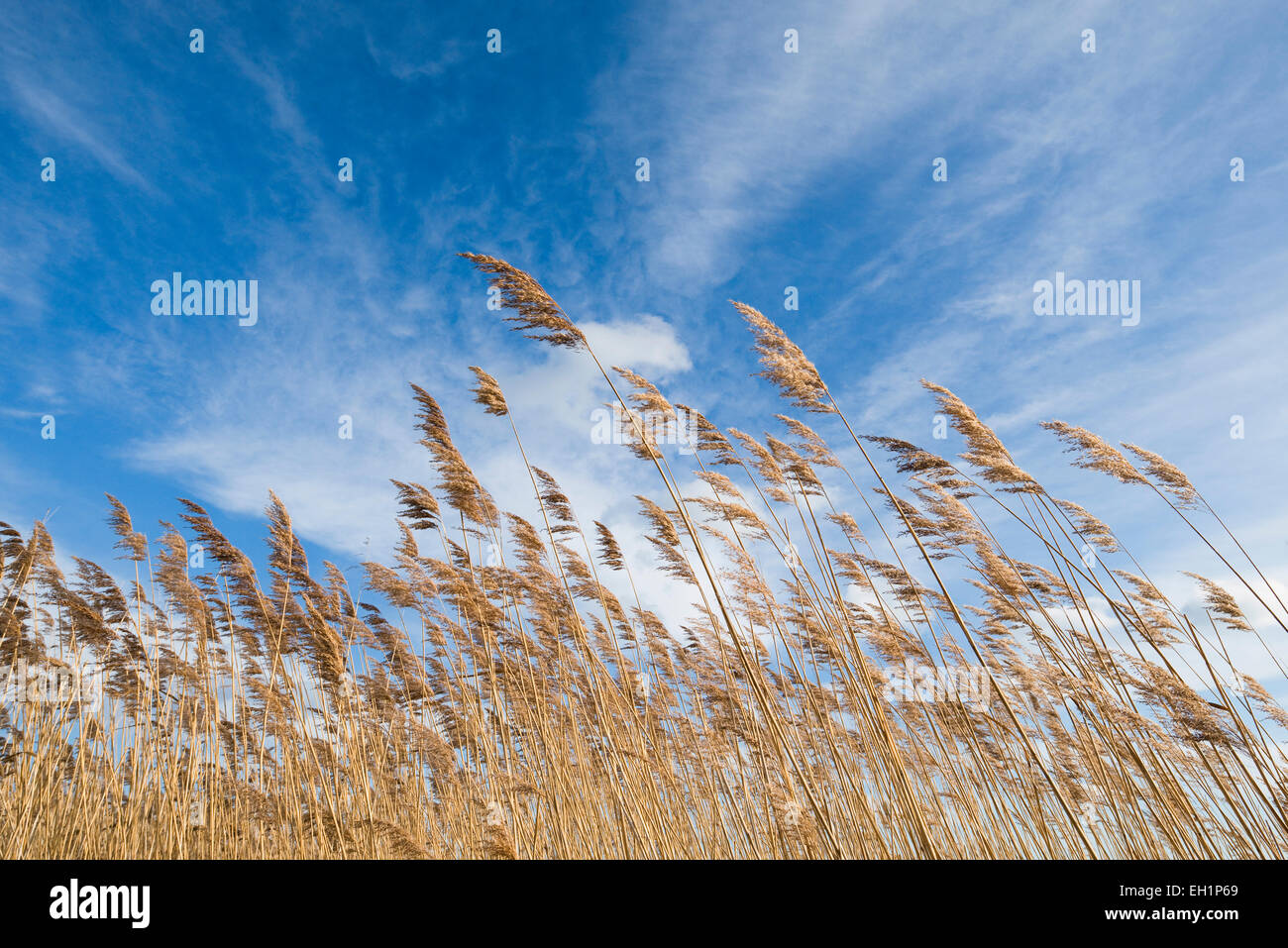 Common Reed (Phragmites australis, Phragmites communis) against a blue sky with cirrostratus clouds, Heerter See Nature Reserve Stock Photo