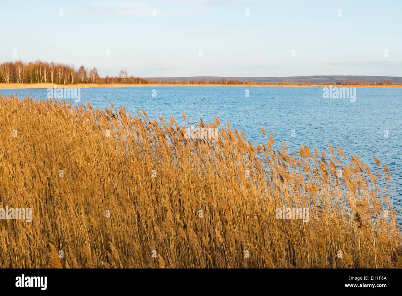 Common reed phragmites communis hires stock photography and images Alamy