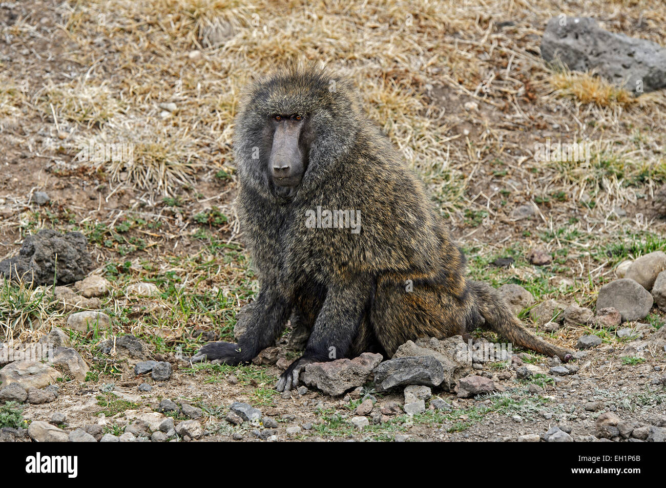 Olive Baboon, Anubis Baboon (Papio anubis), Bale region, Oromia Region, Ethiopia Stock Photo