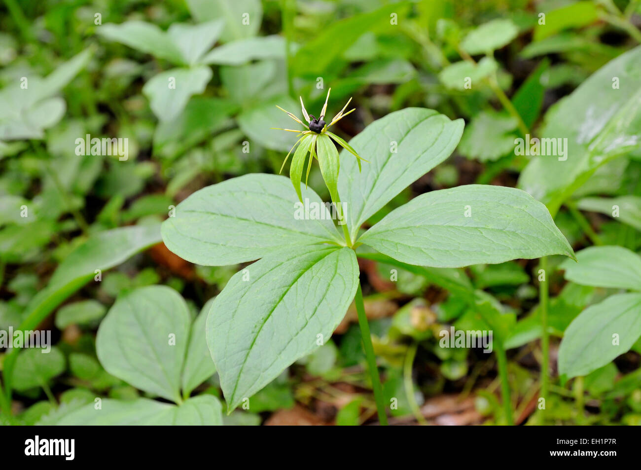 Herb Paris (Paris quadrifolia), flower, North Rhine-Westphalia, Germany Stock Photo