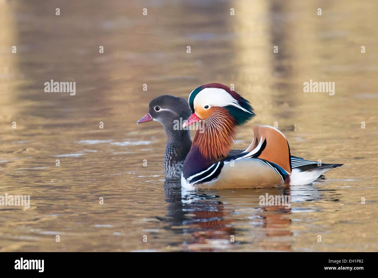 Mandarin Ducks (Aix galericulata), pair in courtship display, Hesse, Germany Stock Photo