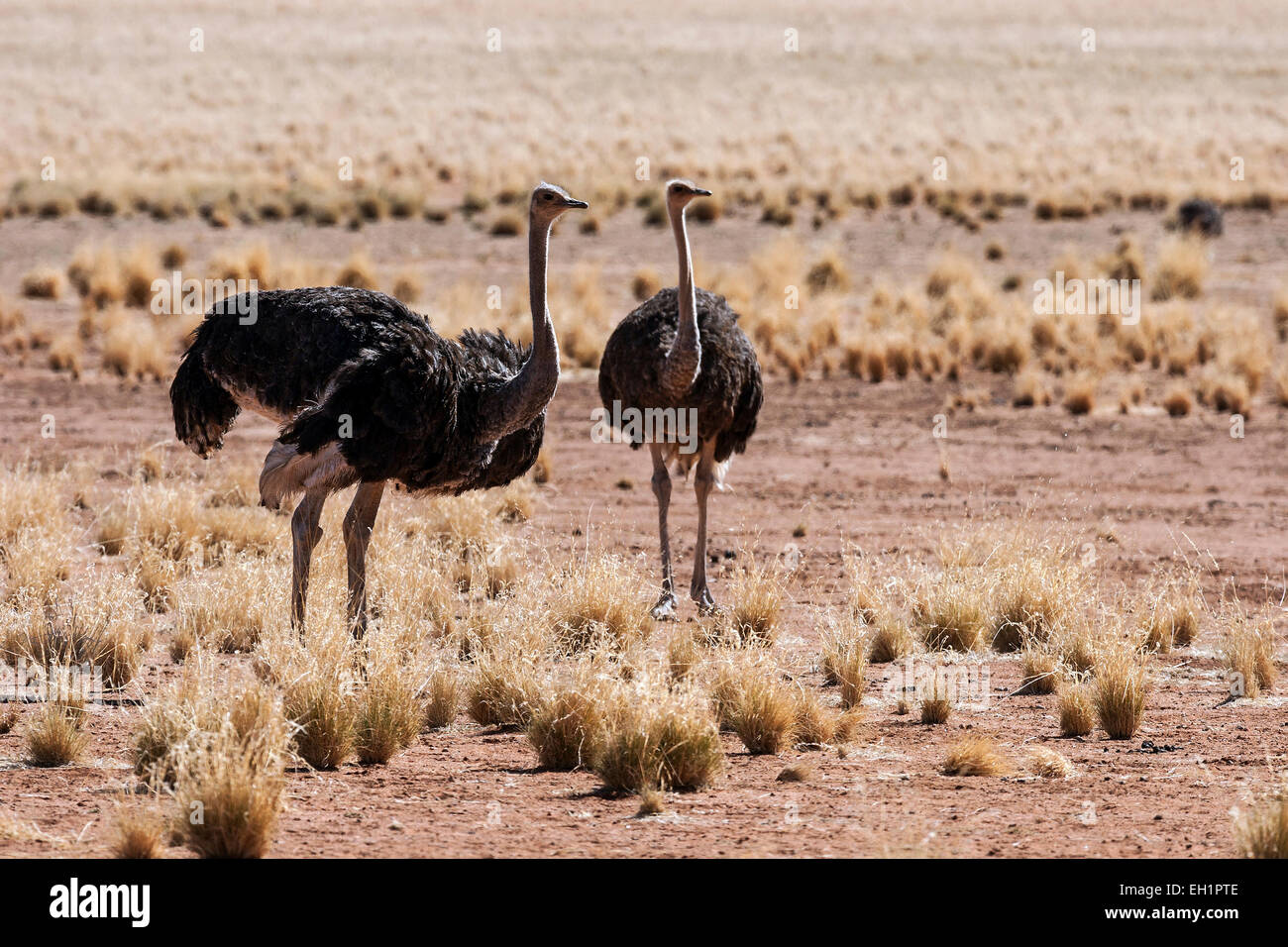 Ostriches or Common Ostriches (Struthio camelus), Namibia Stock Photo