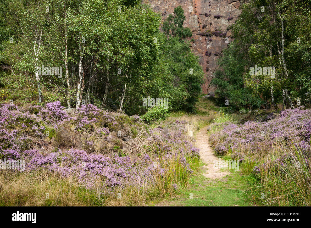 Heather blooming below Millstone edge in the Peak DIstrict, Derbyshire on a sunny summers day. Stock Photo