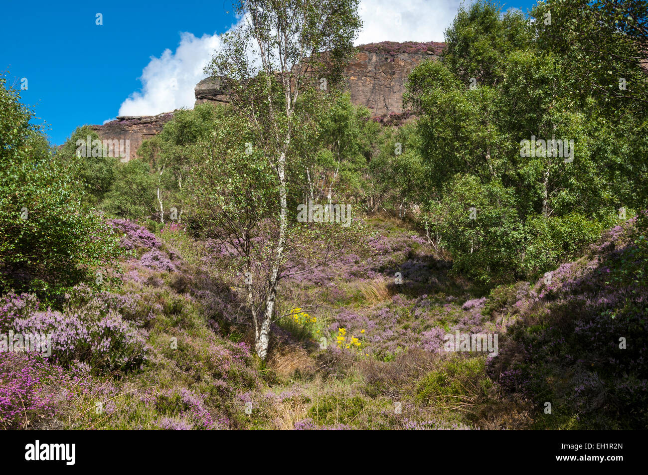 Heather blooming below Millstone edge in the Peak DIstrict, Derbyshire on a sunny summers day. Stock Photo