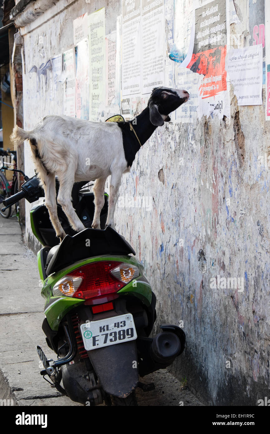 Goats eat anything a goat eats poster bills in Cochin India Stock