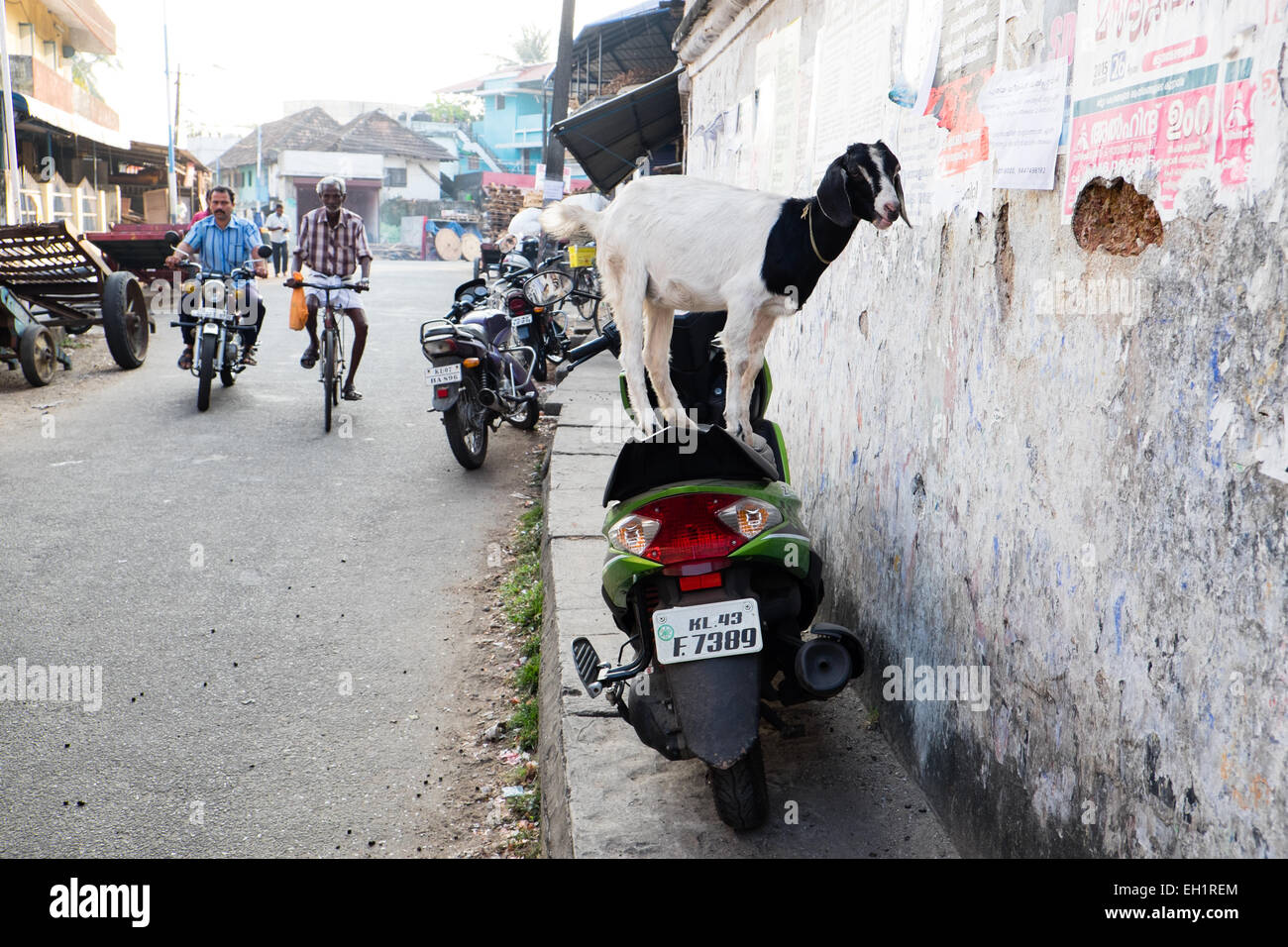 Goats eat anything a goat eats poster bills in Cochin India Stock
