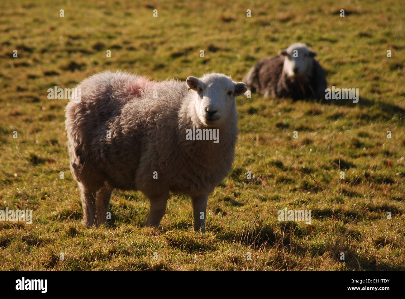 Herdwick sheep. Two Herdwicks in meadow, Cumbria lake district Stock Photo