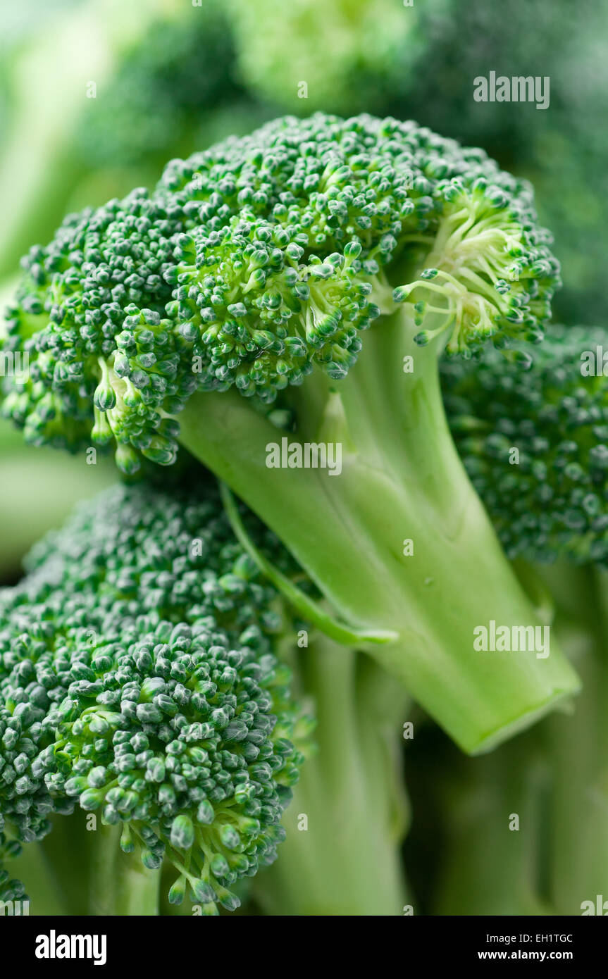 Fresh raw broccoli florets Stock Photo